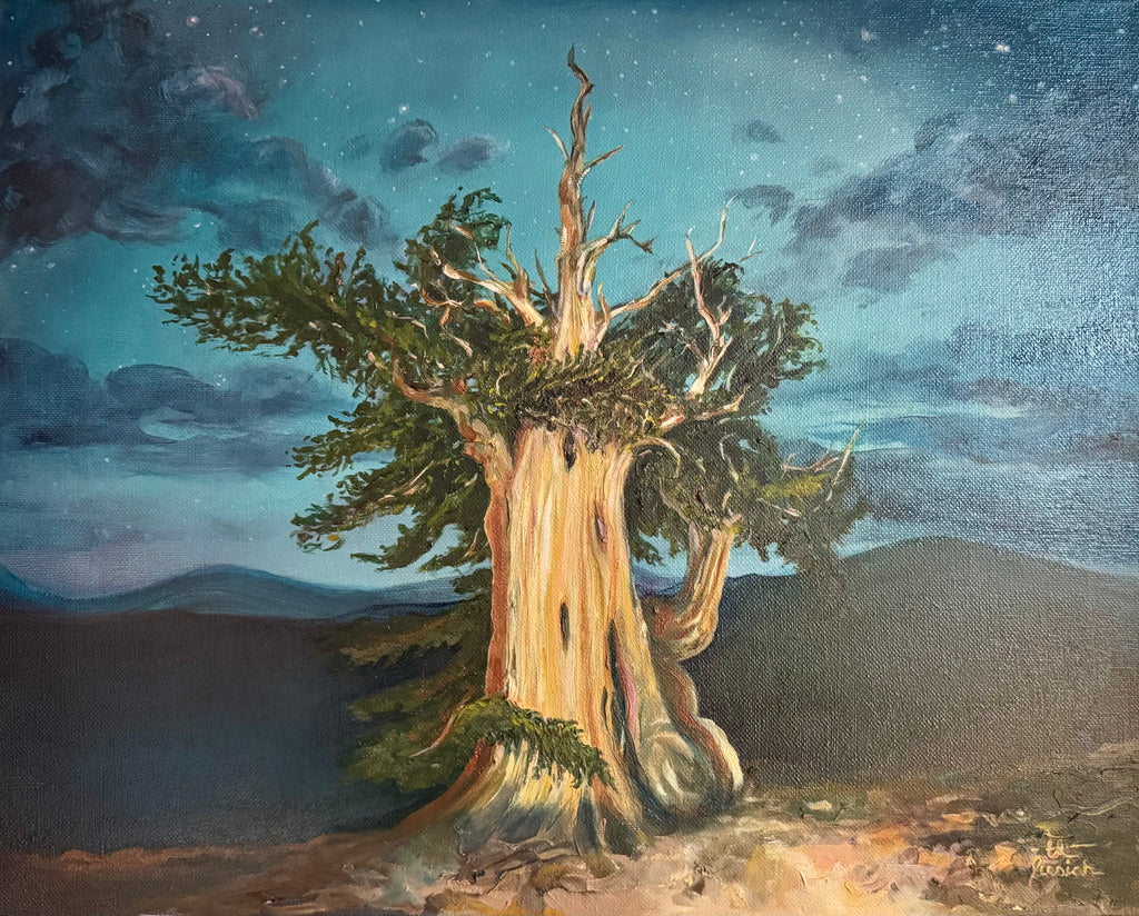 Bristlecone Pine (award winning)