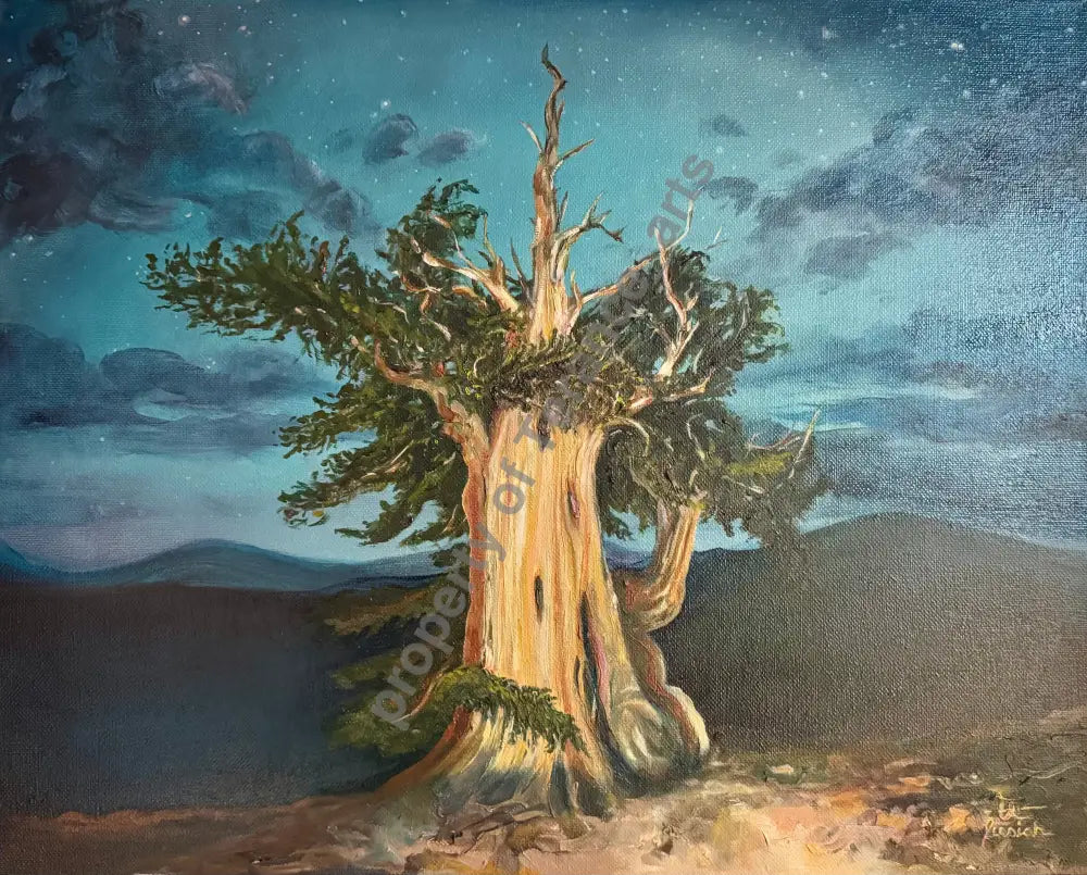 Bristlecone Pine (award winning) - oil