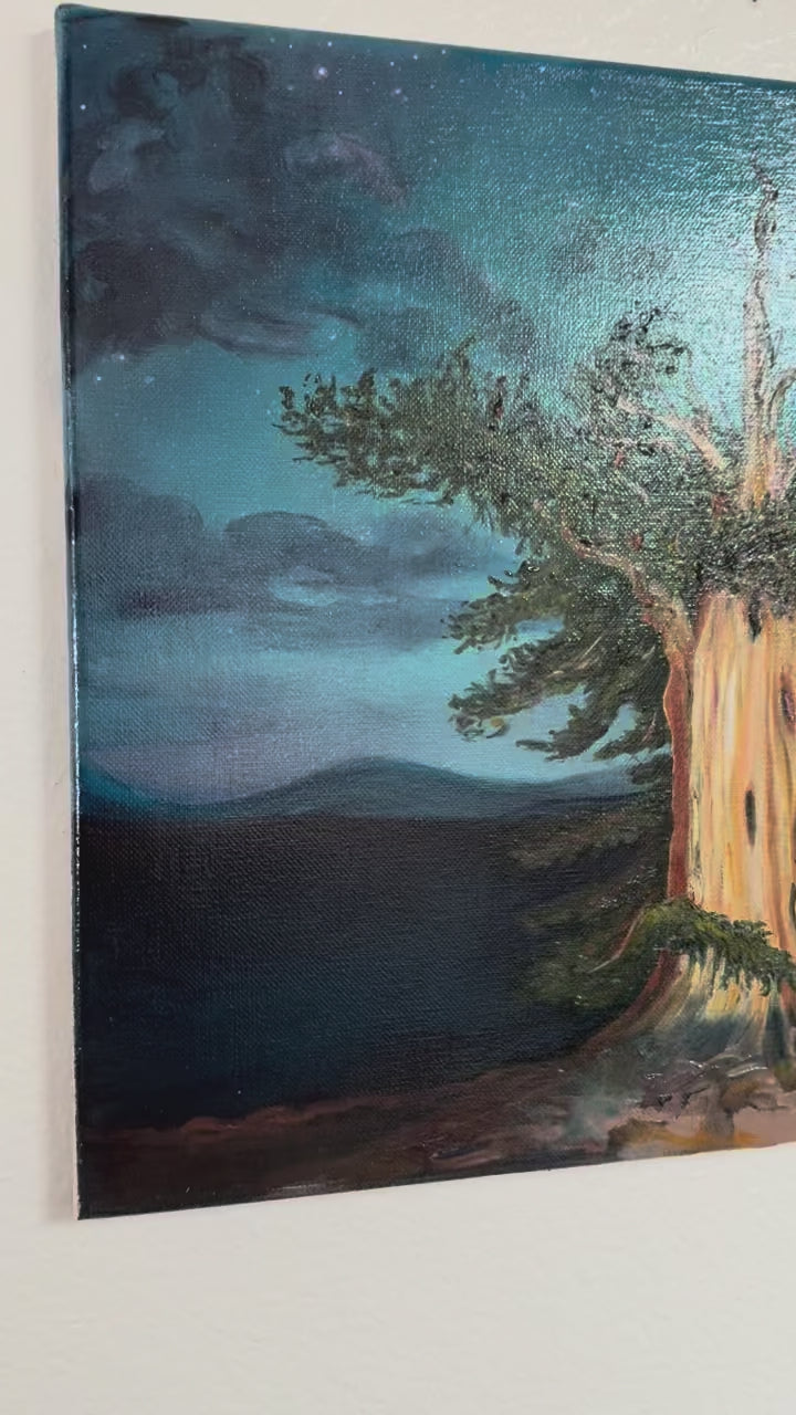 Bristlecone Pine (award winning)